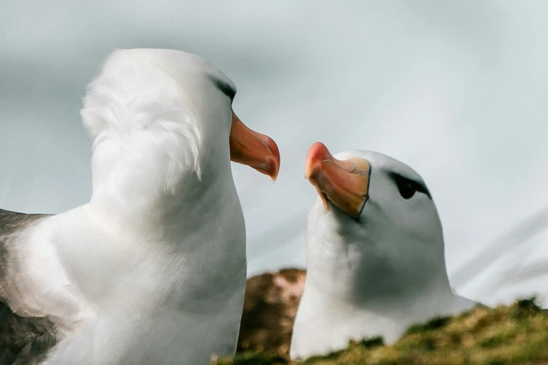 two birds are standing near one another