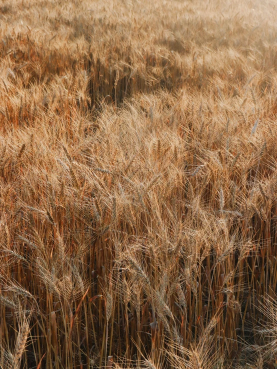 a field of crops with sunlight on it