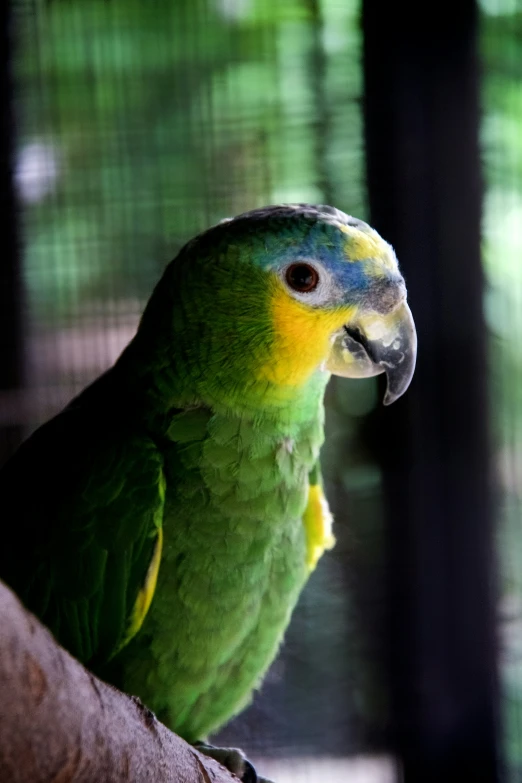 parrot sits on tree nch inside cage with green vegetation