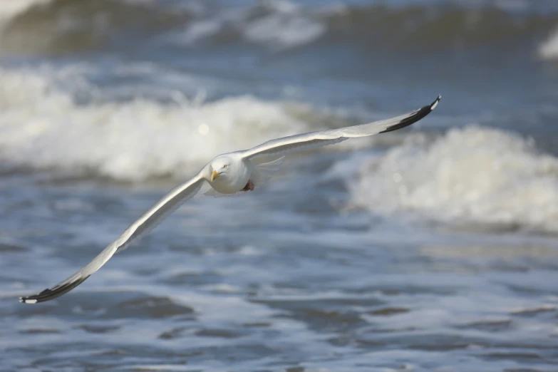 a white bird flies over the water on a sunny day