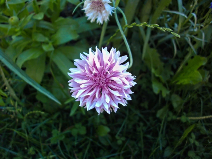 a pink flower with white center sitting in the middle of green plants