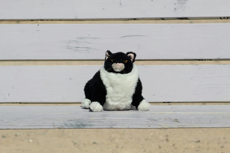a black and white cat sitting on top of a bench