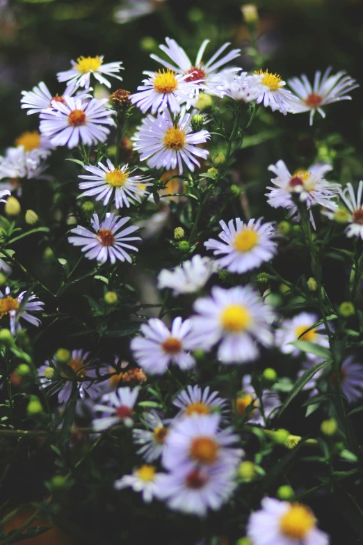 white daisies with yellow tips and buds growing from them