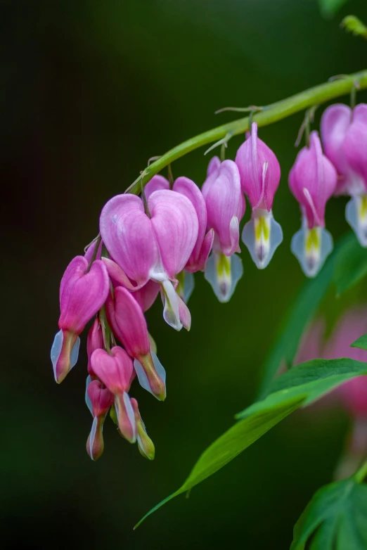 pink flowers hang from a plant near green leaves