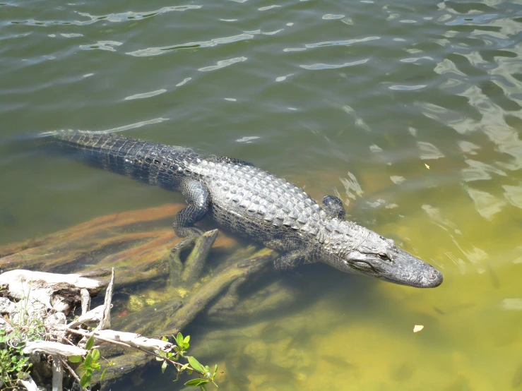 an alligator floating in a river surrounded by algae