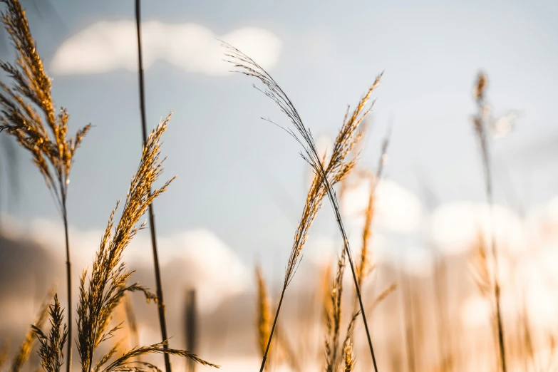 long grass growing with the sun coming down