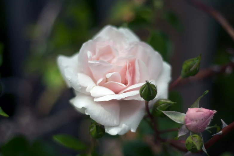 the large white rose is blossoming through some leaves