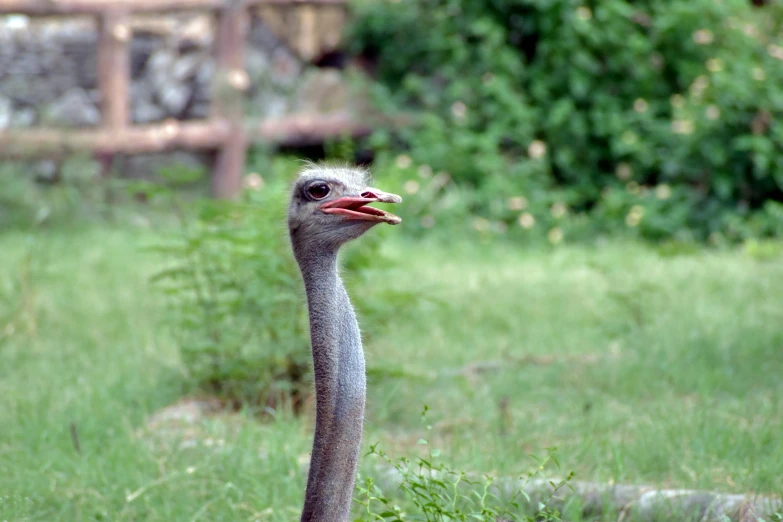 an ostrich is eating food in a field