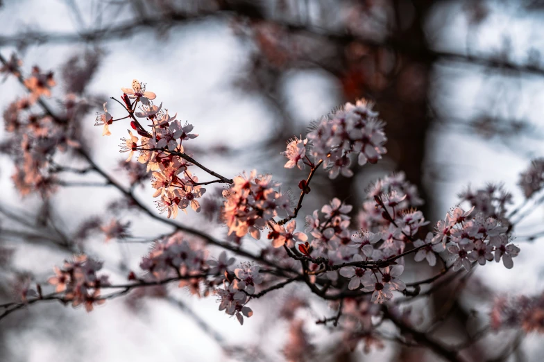 the nch of a blossoming tree has orange and white flowers