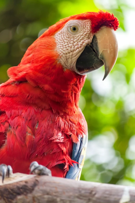 a close - up of a parrot's red feathers