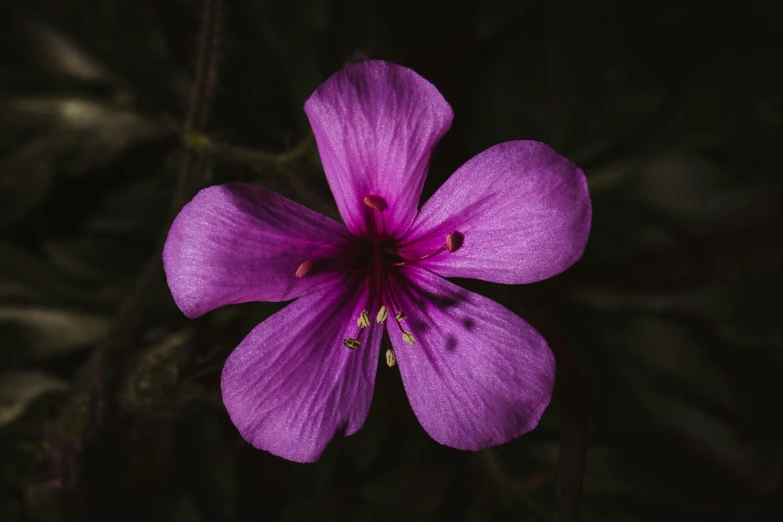 a closeup image of the petals and stigmas on the flowers