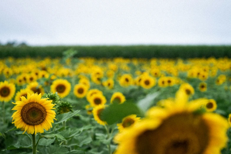 a large field with some very tall yellow sunflowers