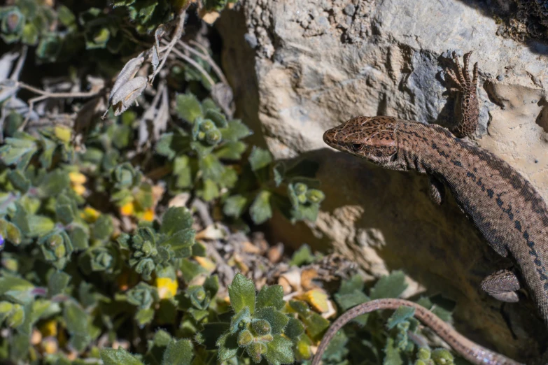 a lizard in the desert sitting on a rock