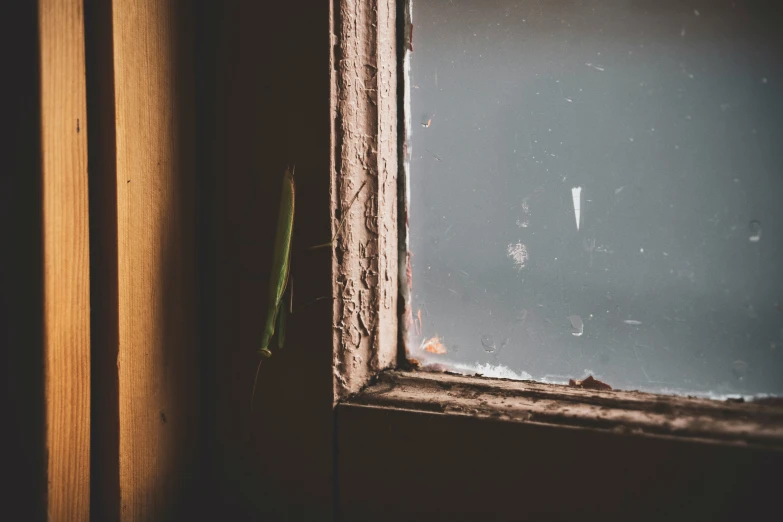 an insect that is sitting on the side of a window sill