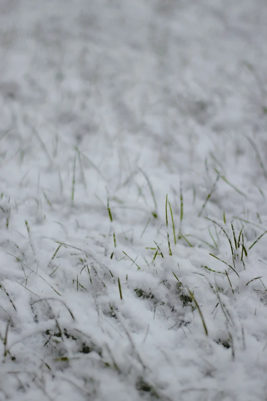 the ground is covered in snow and grass