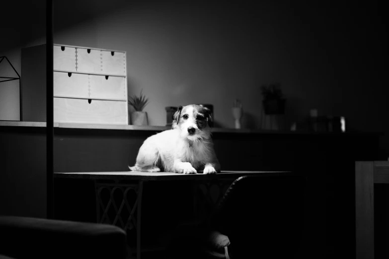 black and white image of dog sitting in a room