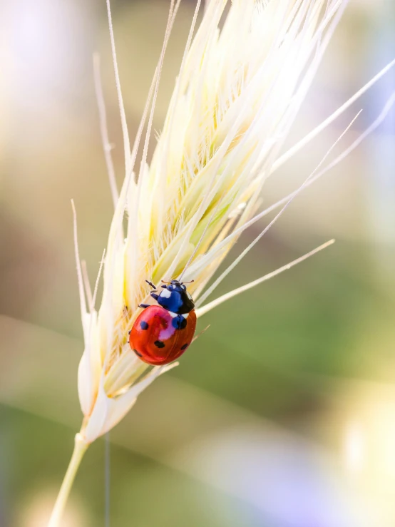 a ladybug on a plant in the middle of a blurry image