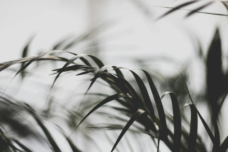 the side view of some plants on a gray day