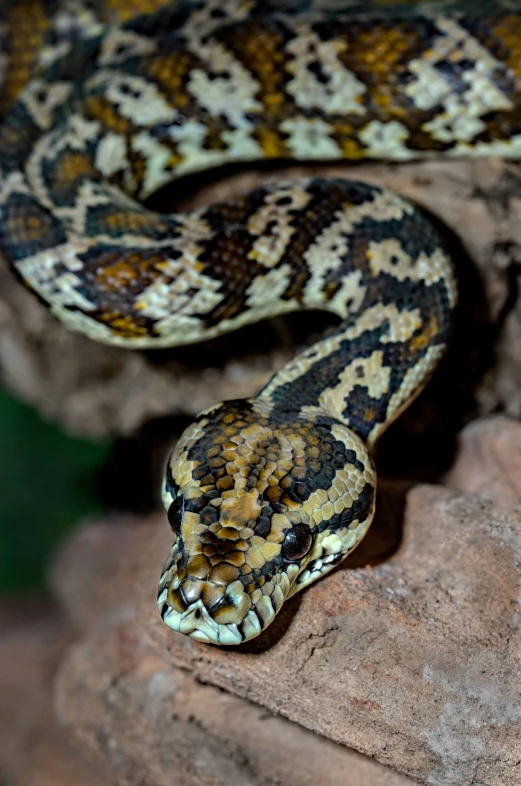 a close up of a snake on top of some rocks