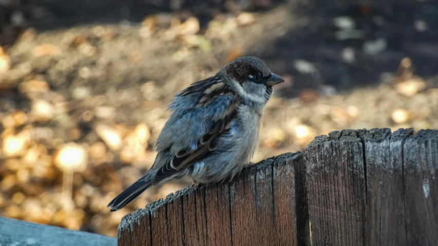 a little bird is perched on a fence post