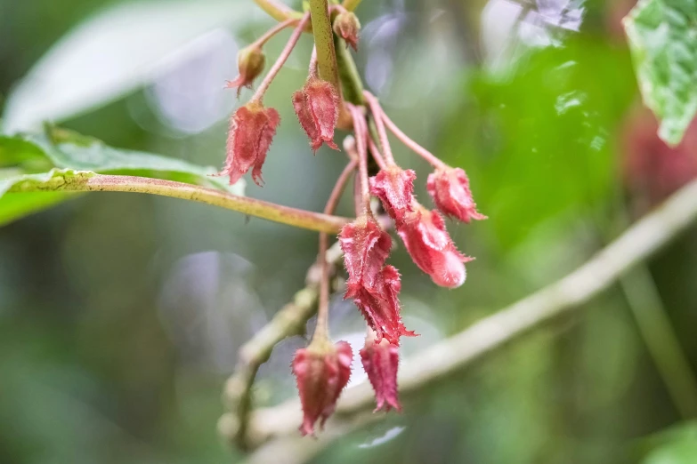 a nch of some kind with small pink flowers