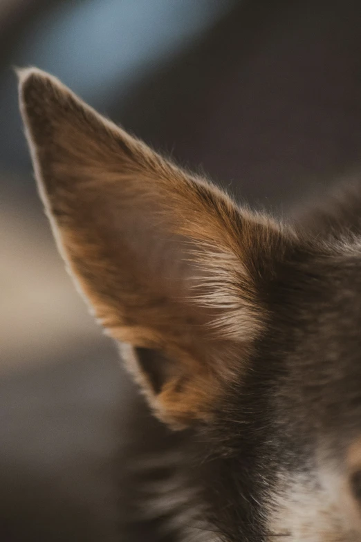 a cat with short, black hair looks straight ahead