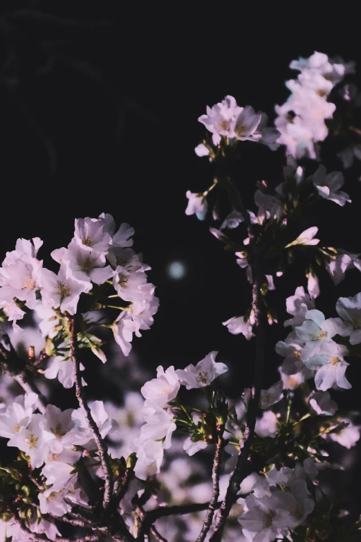 flowered trees at night with their glowing white flowers