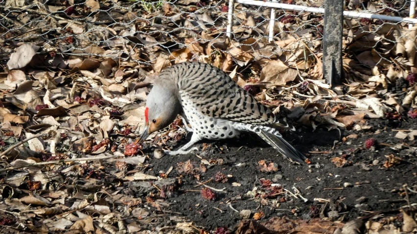 a bird with red beak standing on top of some dirt