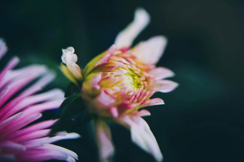 a pink flower with a yellow stamen and two other petals