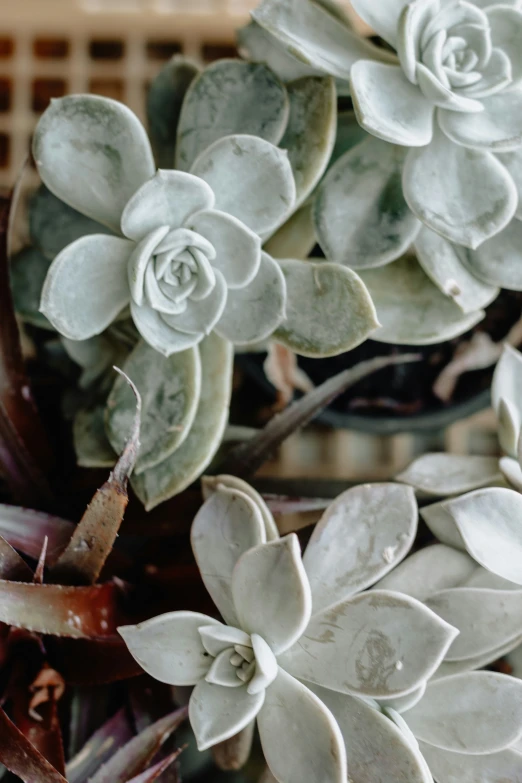 a plant is next to a basket that has succulents in it