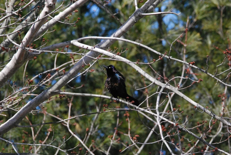 a bird is sitting on top of the nch