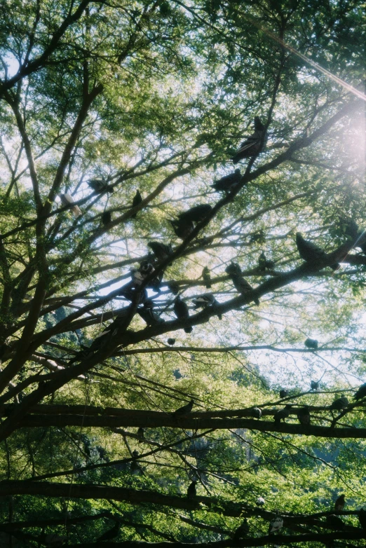 a number of birds on trees with sunlight in background