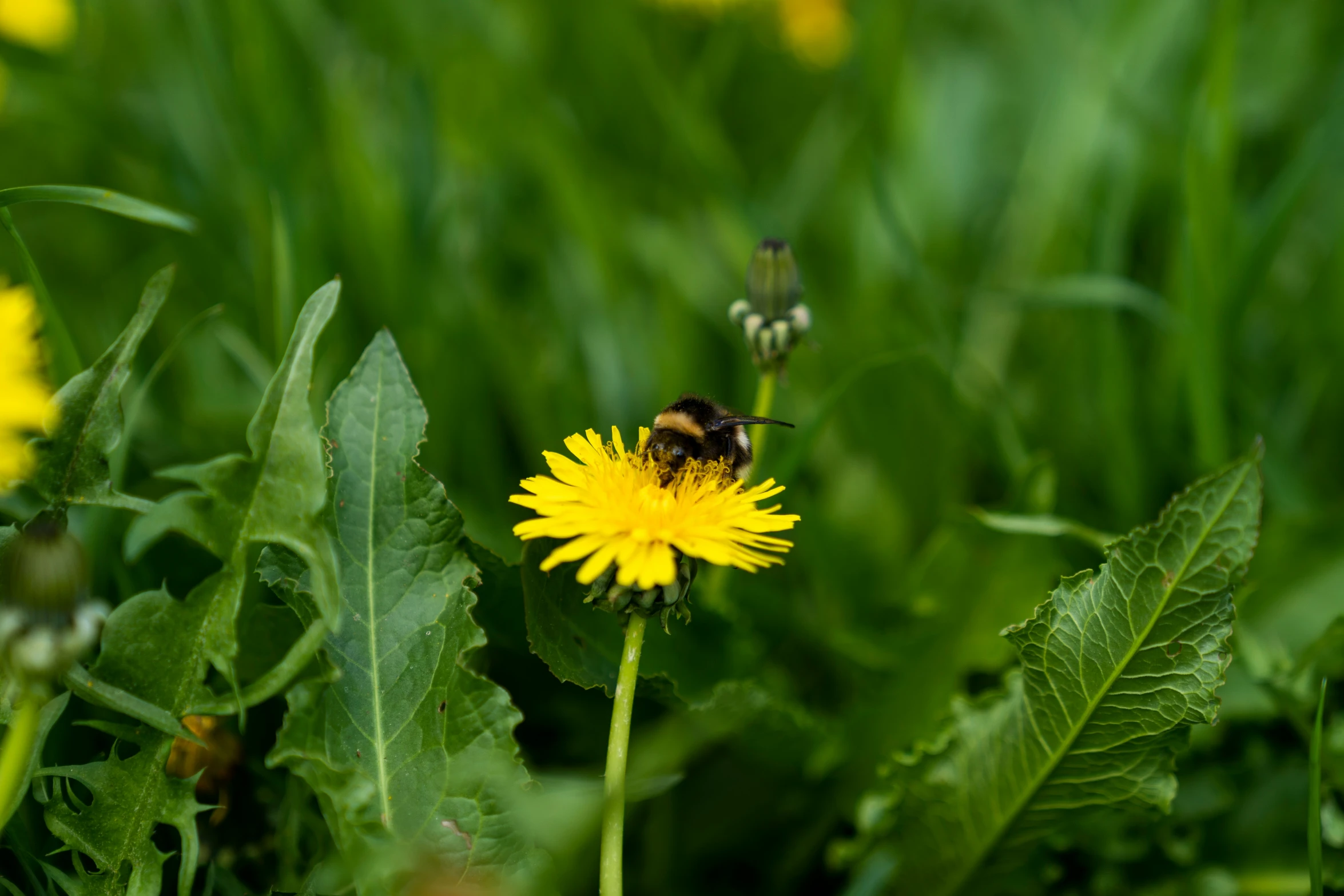 a bee sitting on top of a yellow flower