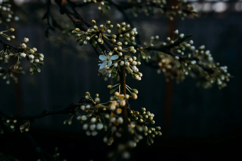 white flowers grow on a nch of a tree