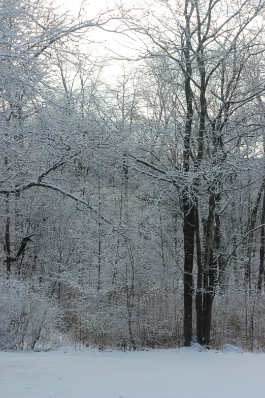 a snowy forest with lots of trees and white leaves