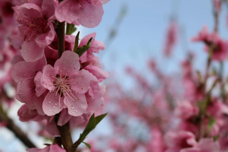 a nch with pink flowers against a blue sky