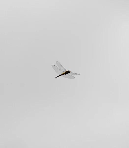 a dragonfly is flying over the trees