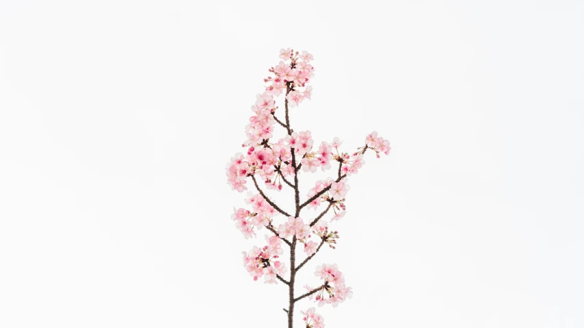 a small pink blossomed nch against a white background