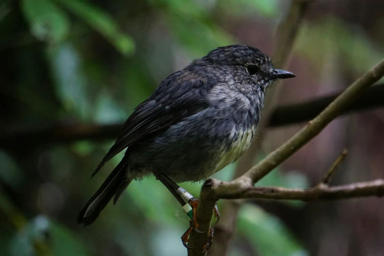 a small black bird sitting on a nch