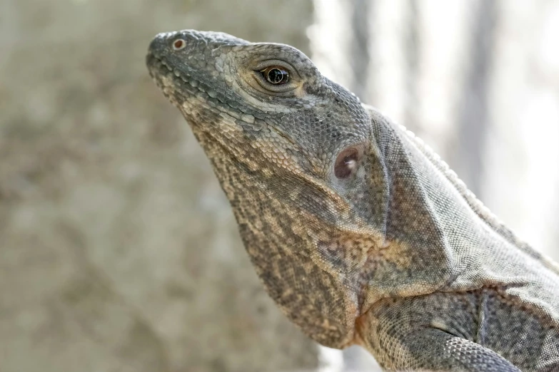 a close - up view of a lizard's head