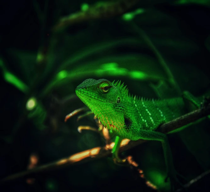 there is a green lizard sitting on a leaf