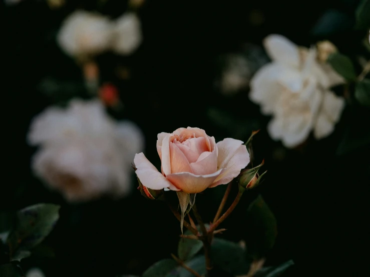 an image of a single rose surrounded by other flowers