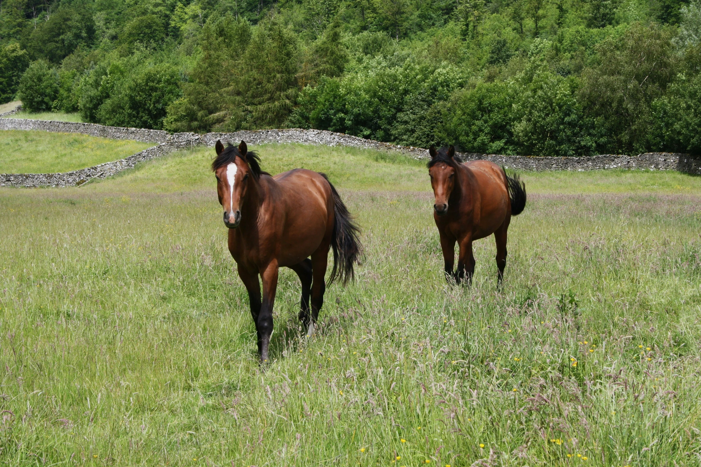 two brown horses standing on a lush green field