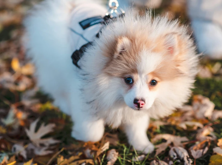 small dog standing on some leaves with blue eyes