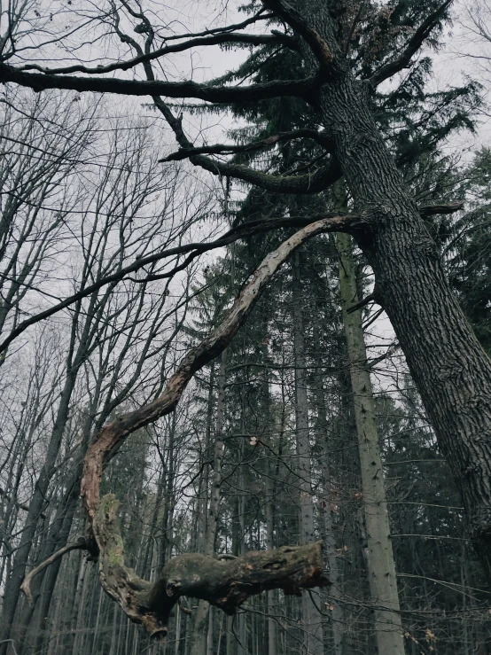 trees in the forest in the snow