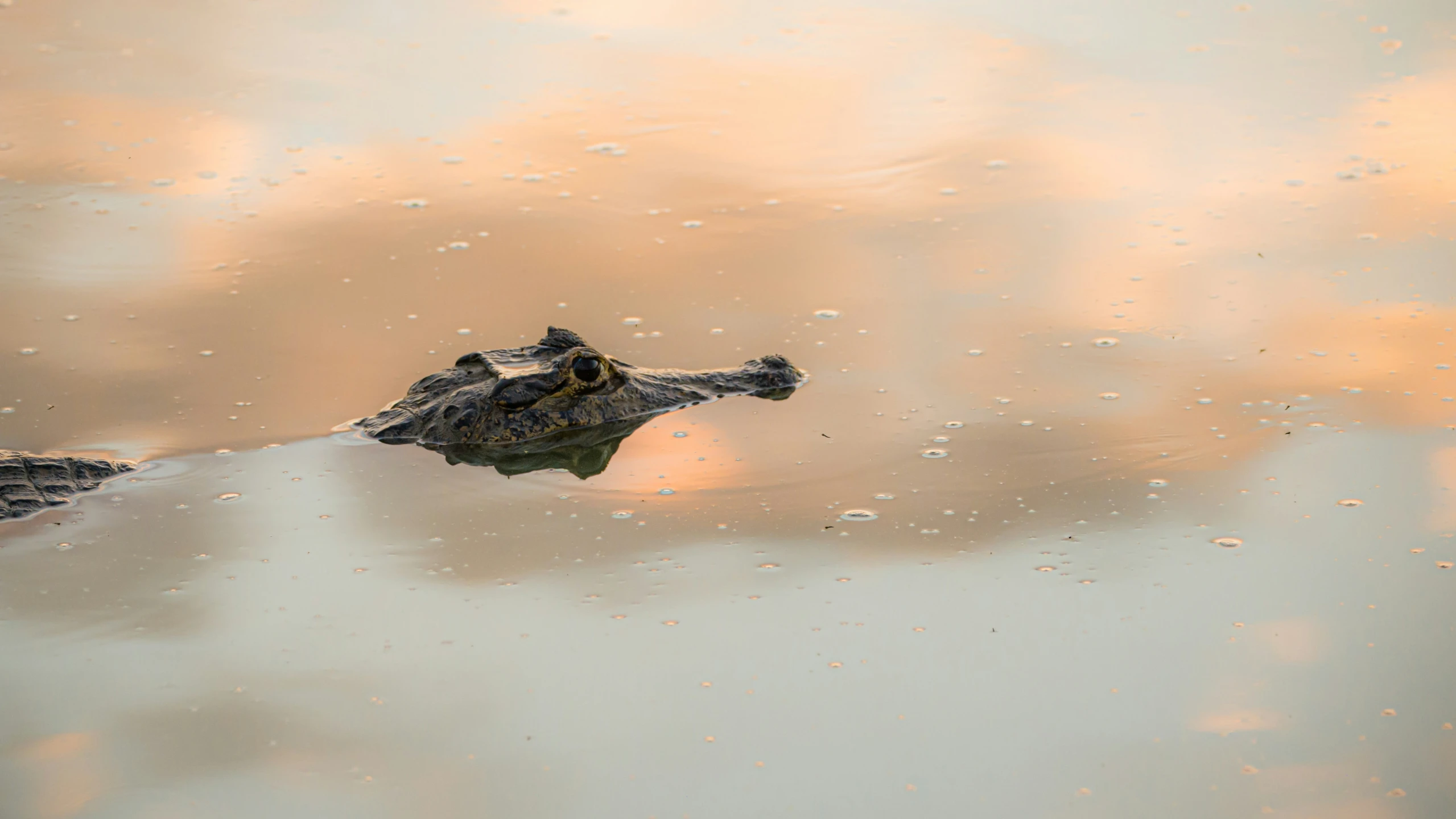 two alligators swim in the water at sunset