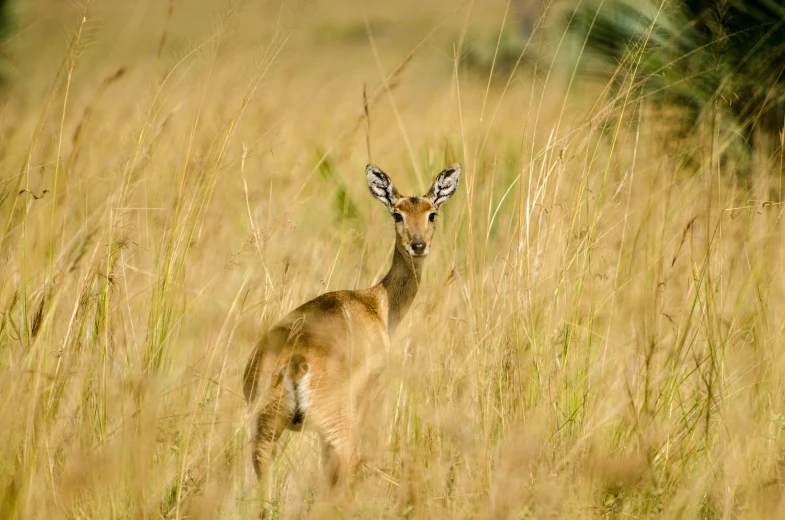 a small brown deer in a tall grass field