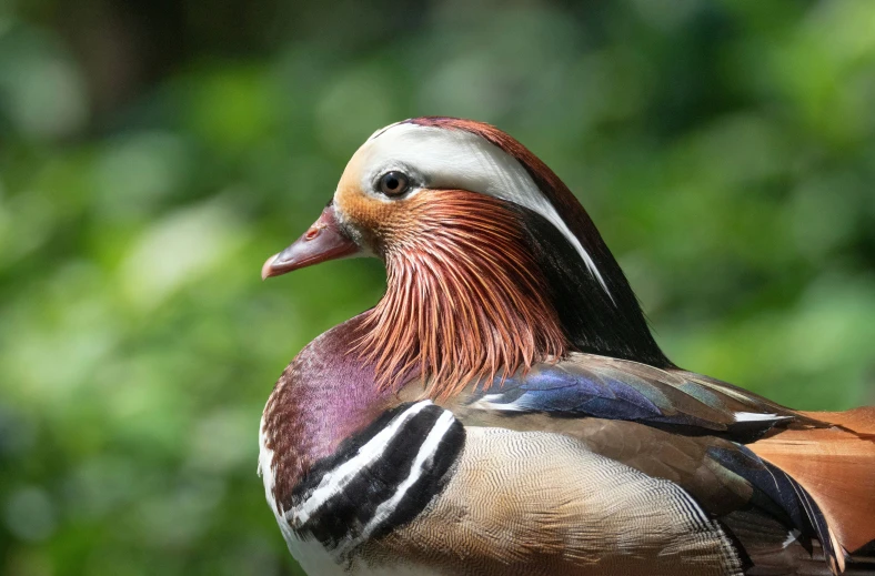 a multicolored duck with a very long bill