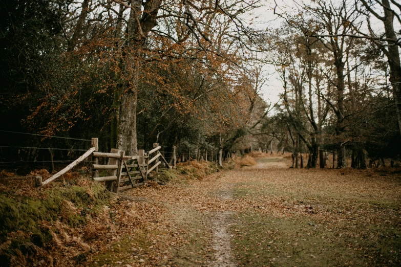 the trail is surrounded by bare trees and leaves