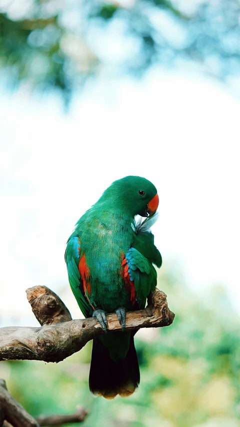 a colorful green parrot perches on a tree nch